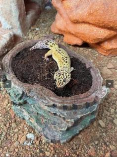 3 Leapardgeckos suchen ein neues Zuhause