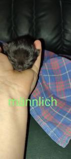Reinrassige Perser Kitten