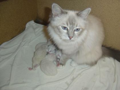 Hl. Birmakitten
