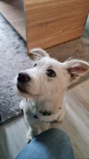 Kalle kinderlieber Terrier-Mischling