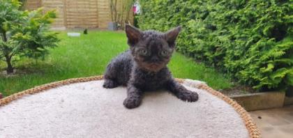 Zulu m eine Selkirk Rex - frotteebisflauschig - sucht Dich