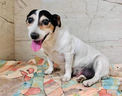 Parma - lieb ruhig verkuschelt - Jack-Russel-Mischling