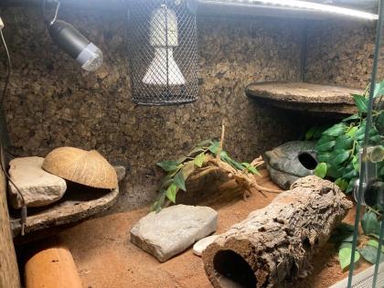 Leopardgecko mit Terrarium und Zubehör