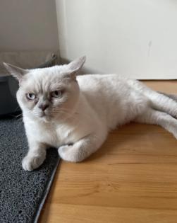 Abgabe bereite BKH blue point kitten