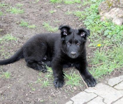 Onyx Rüde Welpe Altdeutscher Schäferhund DDR Linien