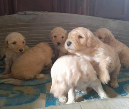 Weimardoodle wie Goldendoodle Labradoodle Pudel Weimaraner