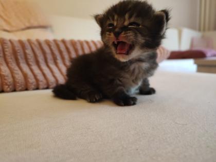 Ragdoll Main Coon Kitten suchen Zuhause