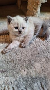 Zuckersüße BKh Kitten reinrassig suchen liebevolles Zuhause