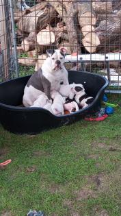 American Bulldog Welpen suchen Traumschloss