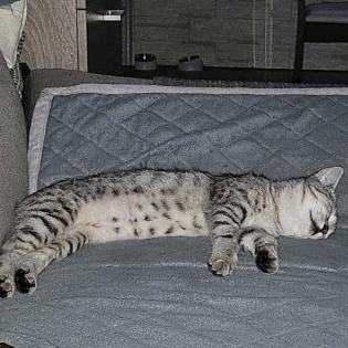Fundkatze SILVER sucht ein Zuhause