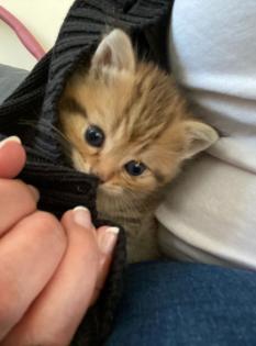 BKH Kitten 13 Wochen