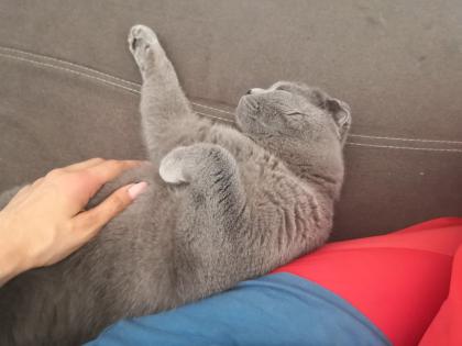 Bkh Mix Kater zum verkaufen