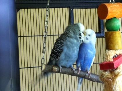 4 liebe Wellis abzugeben mit Voliere und viel Zubehör