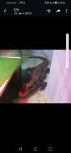 Stumpf Krokodil abzugeben 110 cm