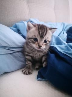 Kitten Katzenbabys Edelmix