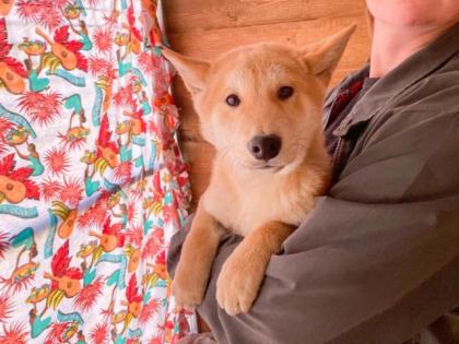 Saburo - Shiba Inu-Mischling - lieb schüchtern