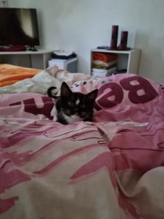 Katzenbaby 12 Wochen alt