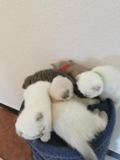 Bkh/Scottish Fold Kitten 6J 1 W