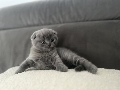 BKH/ Scottish Fold mix