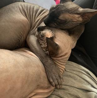 Tolle Sphynx Katzen zu verkaufen