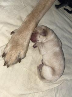 Labrador Welpen reinrassig Babylabradore