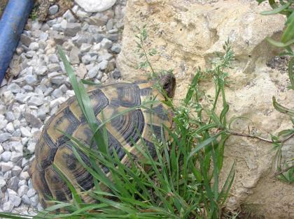 Griechische Landschildkröten THB adult verschiedene Jahrgänge