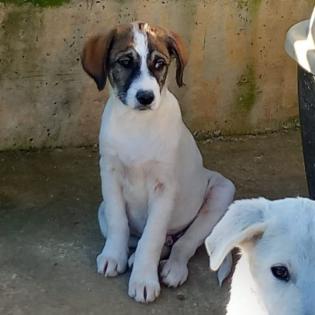 Harley sucht ein Zuhause