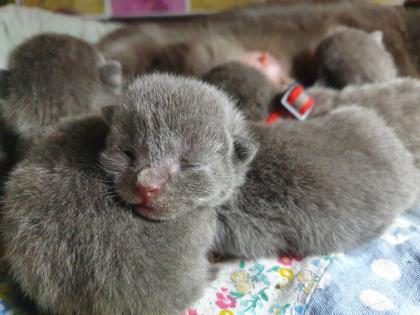 Russisch blau Kitten Kater ab Mitte Juni zur Abgabe