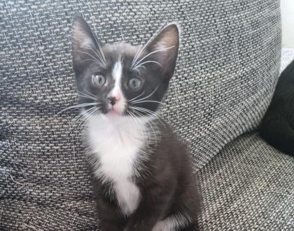Katzenbaby 12 Wochen alt