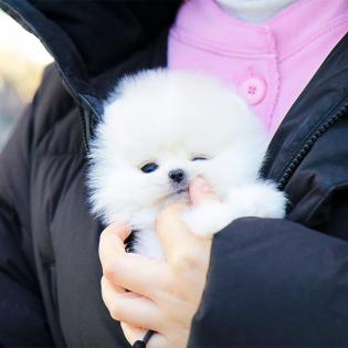 Süsse Pomeranian Welpen