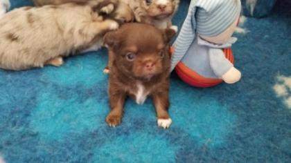 Shih Tzu mix Welpen in schoko