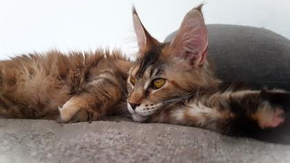 Maine Coon Braun Tortie