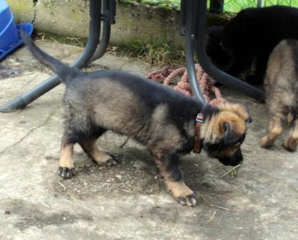 Obiwan Rüde Welpe Altdeutscher Schäferhund DDR Linien