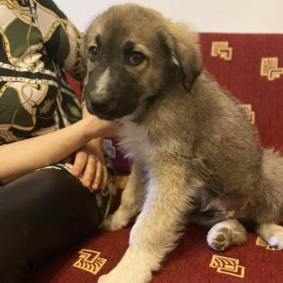 Kleon / Status sucht ein Zuhause