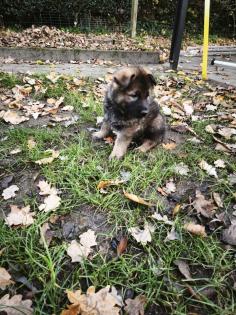 Deutsche Schäferhund Welpen