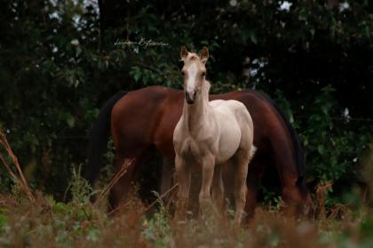 American Paint Horse Stute 06/2020 Palomino