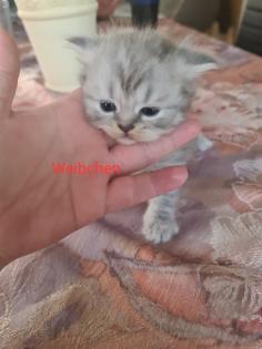 Wunderschöne BKH Kitten