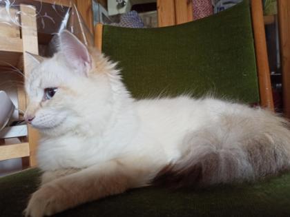 Abgabebereit Sibirische Kätzchen Neva Masquarade Kitten weiß Katze