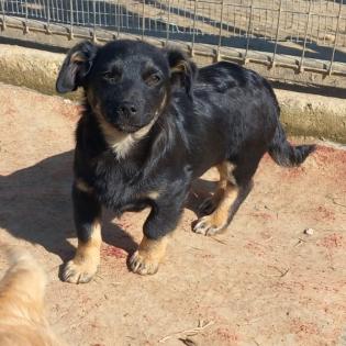Flaps / Status sucht ein Zuhause