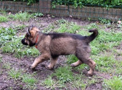 Ork Rüde Welpe Altdeutscher Schäferhund DDR Linien