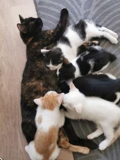 Katzenbabys Kitten abzugeben