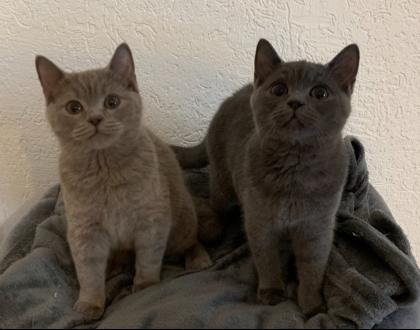 Zwei liebe BKH Kitten lilac blue weiblich
