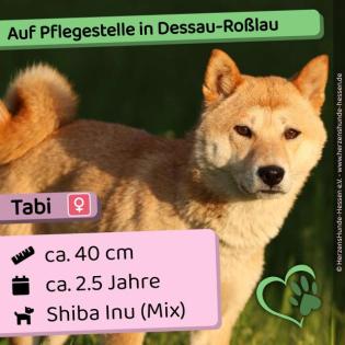 Tabi w ca. 2 5 Jahre 40cm auf Pflegestelle in Dessau-Roßlau