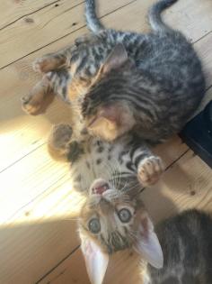 Bengalkitten suchen neues Zuhause