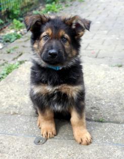 Rüden Welpen Altdeutscher Schäferhund DDR Linien