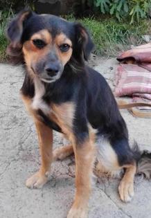 Luna - Die kleine Luna sucht das große Glück