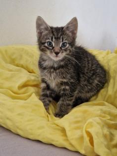 Katzenbabys/Kitten abzugeben
