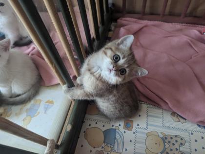 Reinrassige BKH Kitten