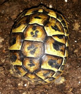 Griech. Landschildkröten THH NZ. 22 abzugeben