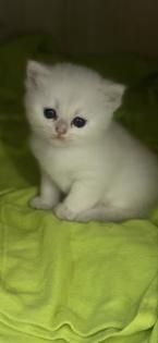 Kitten BKH shadow Silver Blue Point